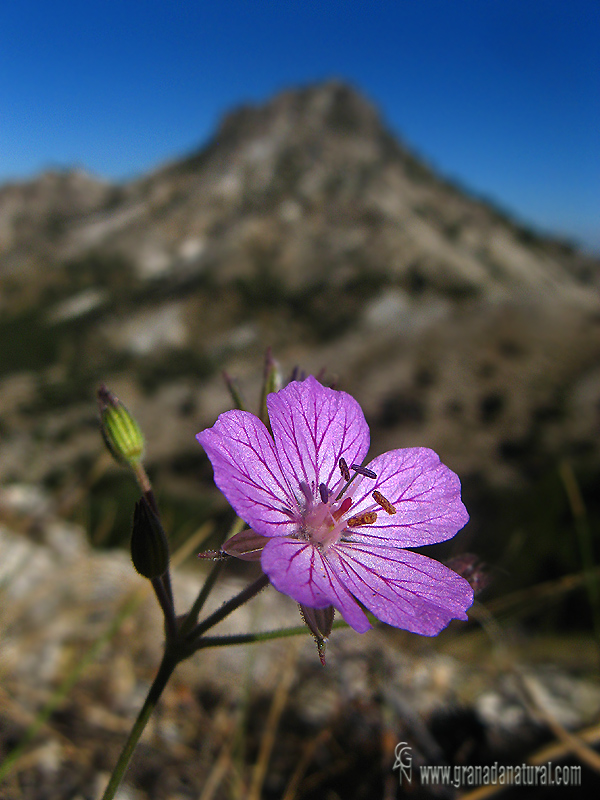 Erodium boissieri