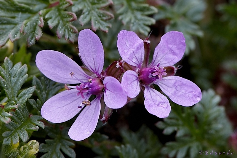 Erodium cicutarium 1