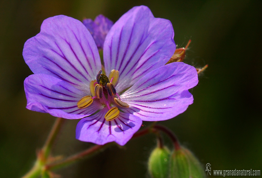 Geranium malviflorum 1 Granada Natural