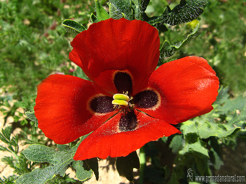 Glaucium corniculatum 1 Flora Granada Natural