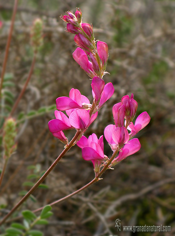 Hedysarum boveanum ssp europaeum 2 Flora Granada Natural