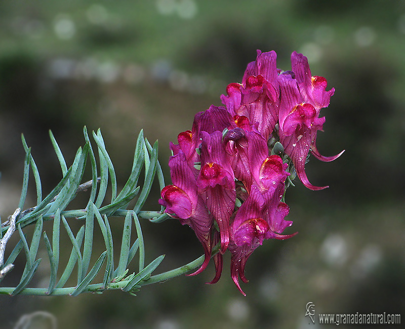 Linaria amoi 1 Flora Granada Natural