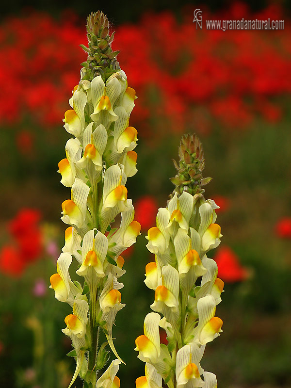 Linaria hirta