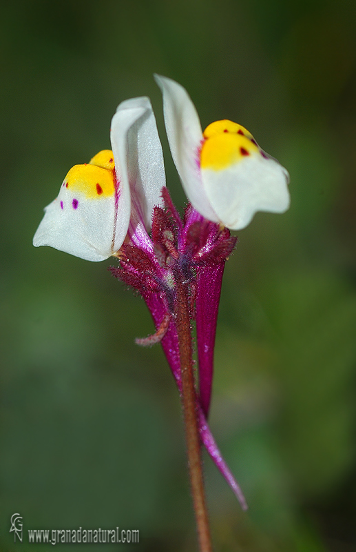 Linaria amethystea ssp. multipunctata 1