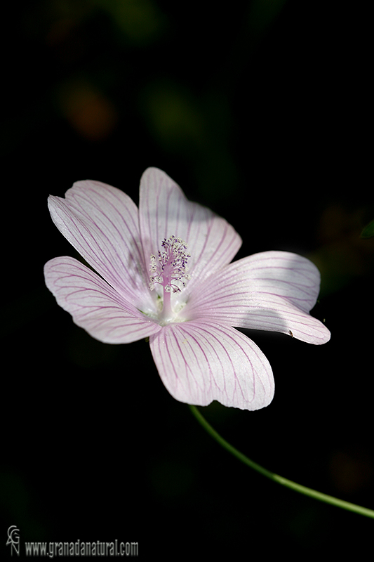 Malva tournefortiana 1 Flora Granada Natural