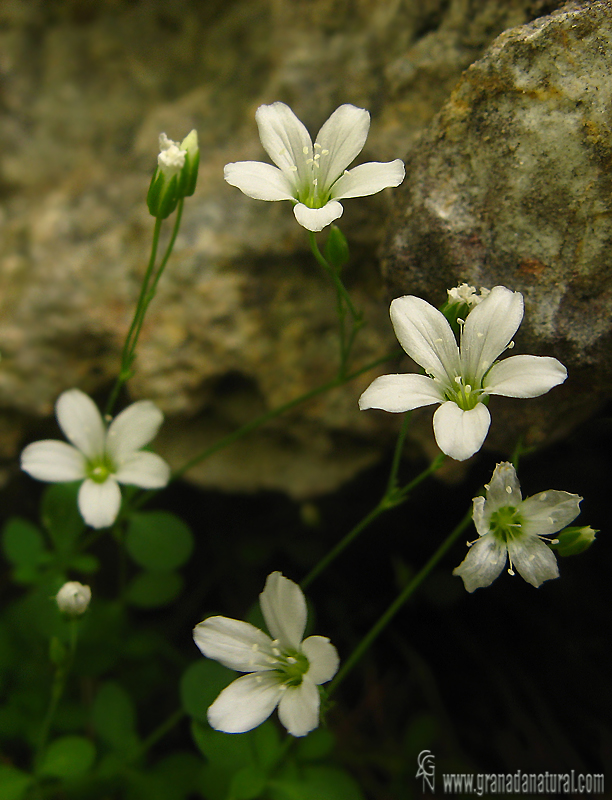 Moehringia intricata ssp. tejedensis