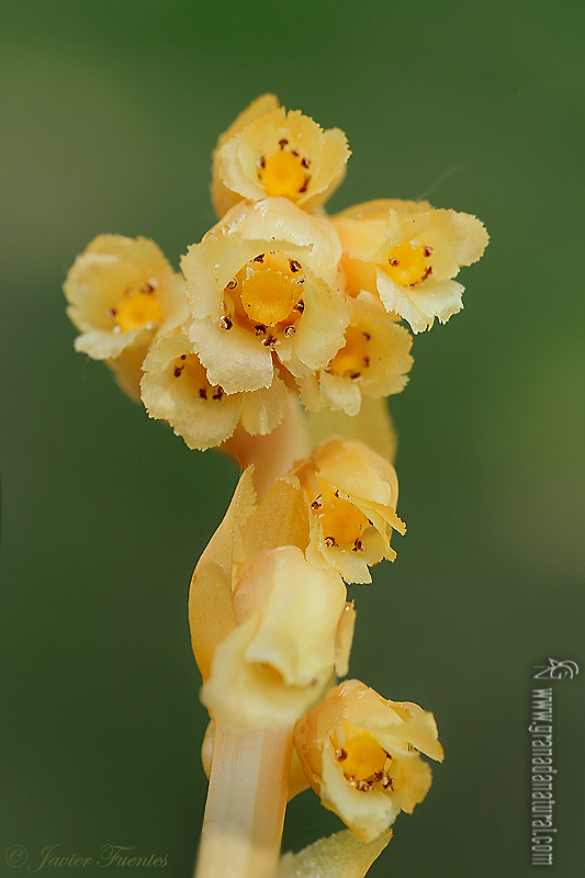 Monotropa hypopitys 1