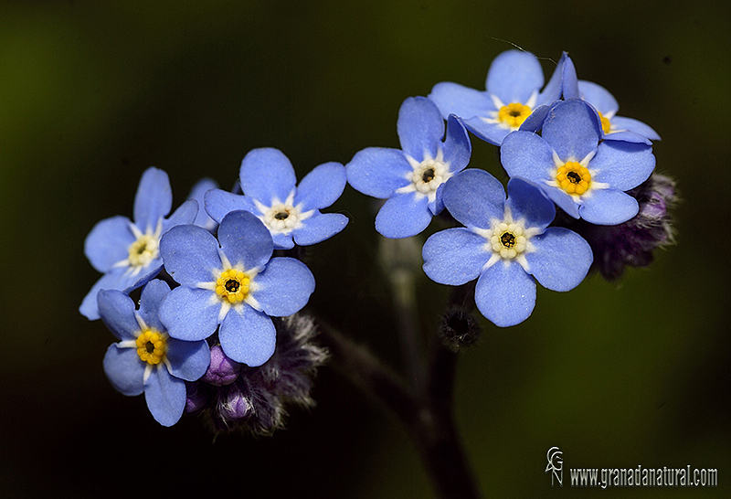 Myosotis decumbens subsp teresiana 1 Granada Natural