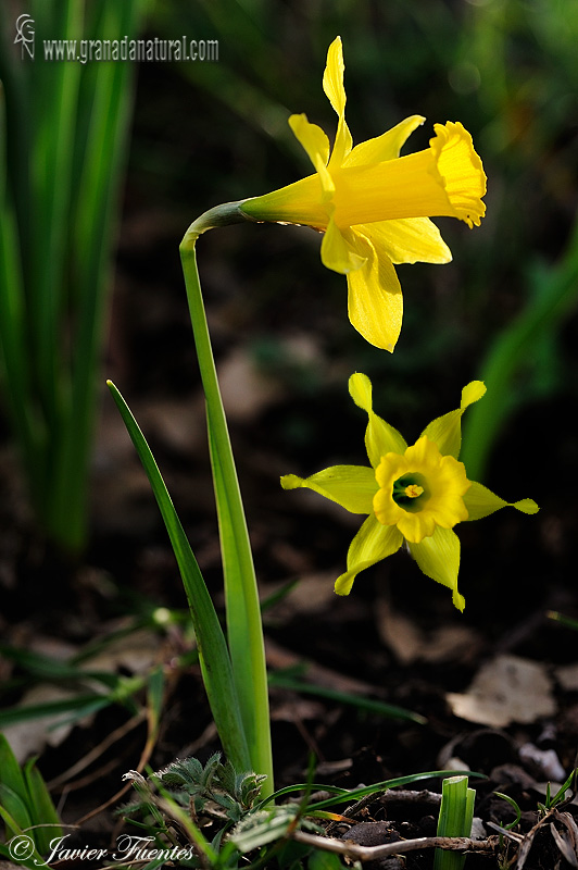 Narcissus bugei 1