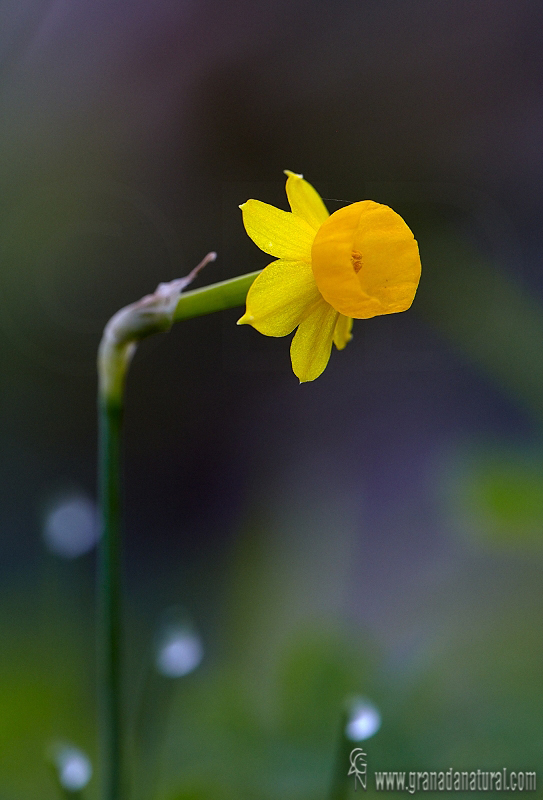 Narcissus gaditanus 1