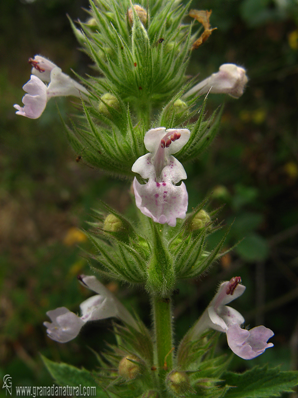 Nepeta granatensis 1