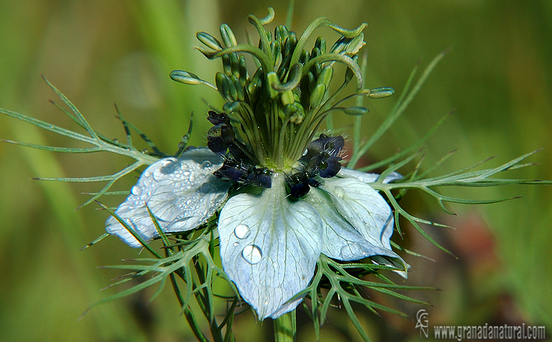 Nigella damascena granada natural