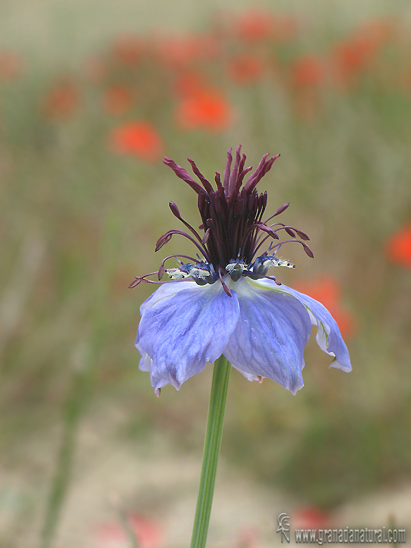 Nigella papillosa 1