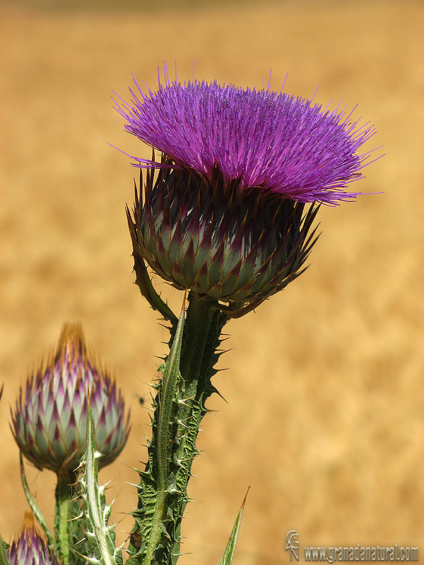 Onopordum nervosum 1 Flora Granada Natural