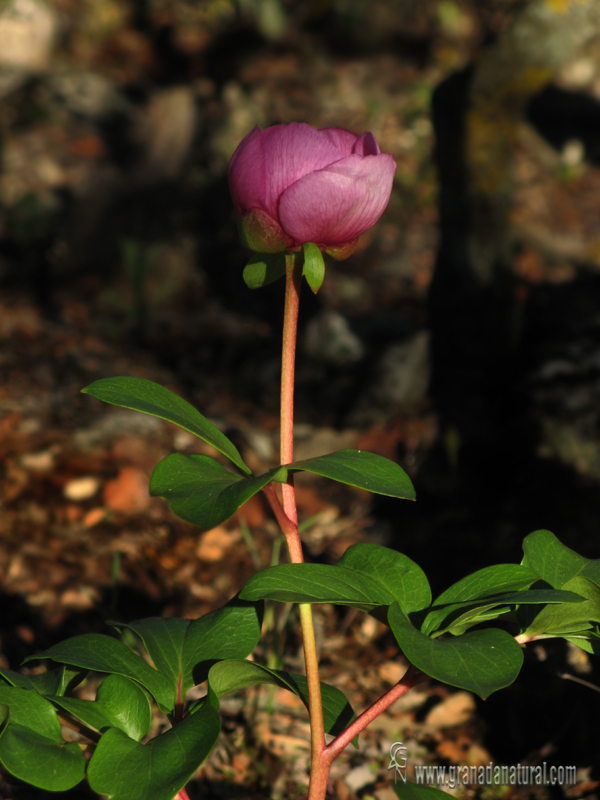 Paeonia broteri