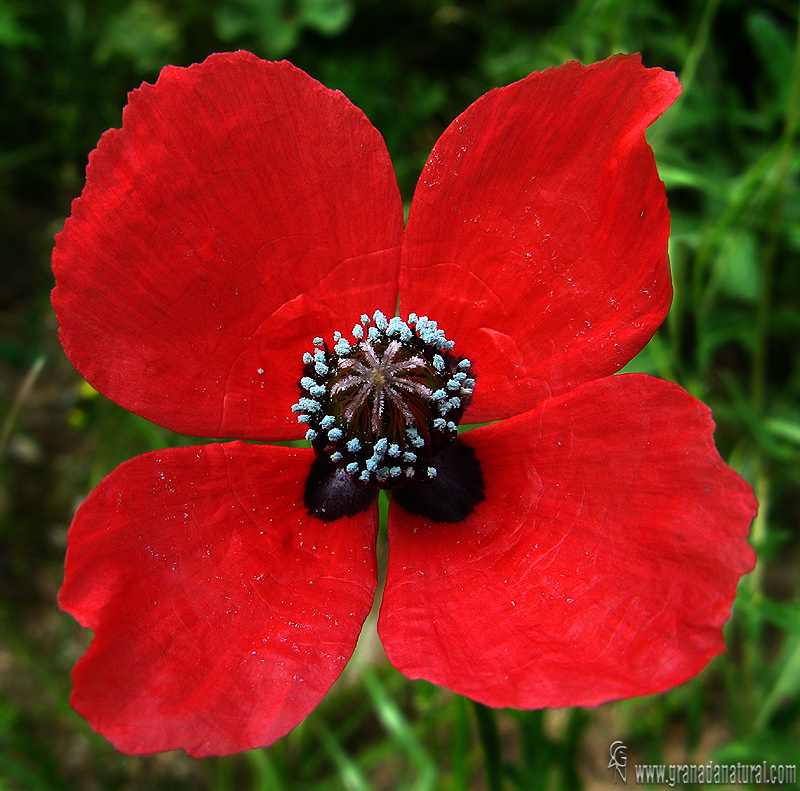 Papaver hybridum 1 Flora Granada Natural