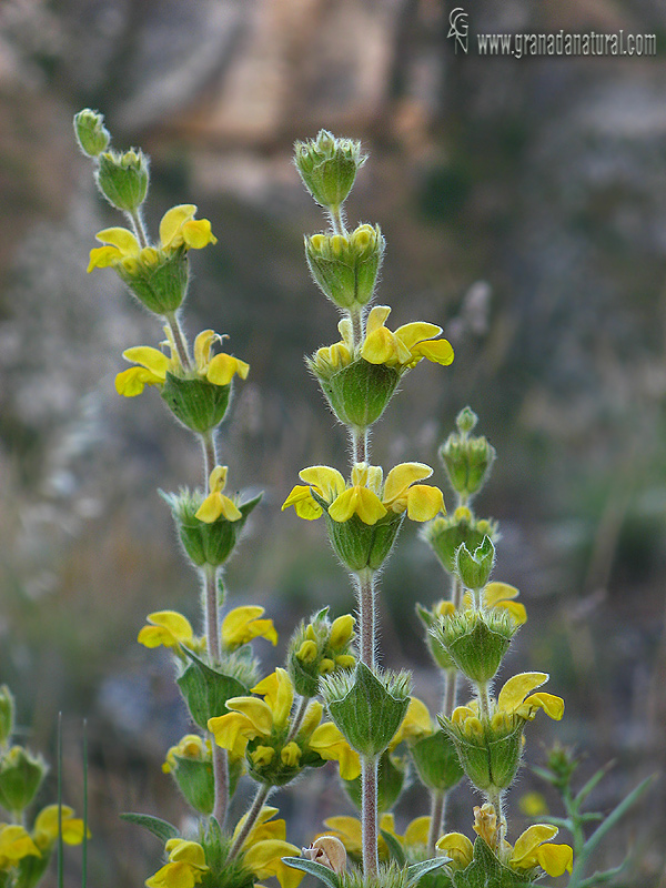 Phlomis lychnitis 1 Flora Granada Natural