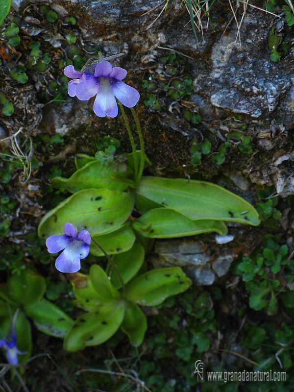 Pinguicula dertosensis