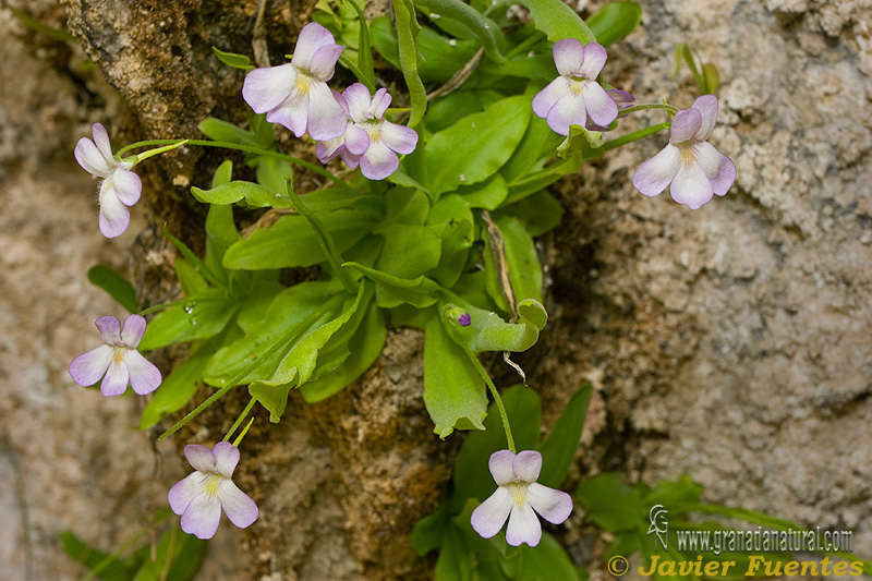 Pinguicula vallisneriifolia 1