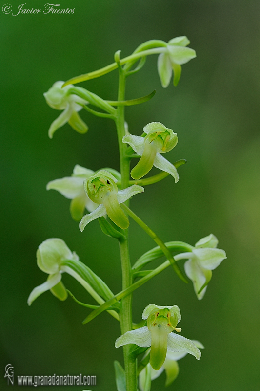 Platanthera chlorantha