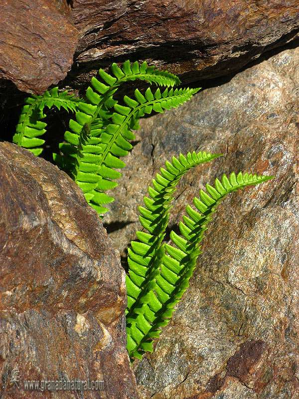 Polystichum lonchitis