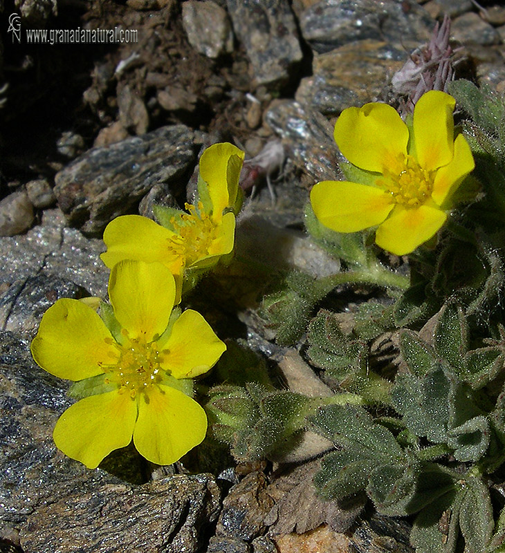 Potentilla cinerea 1 Flora Granada Natural