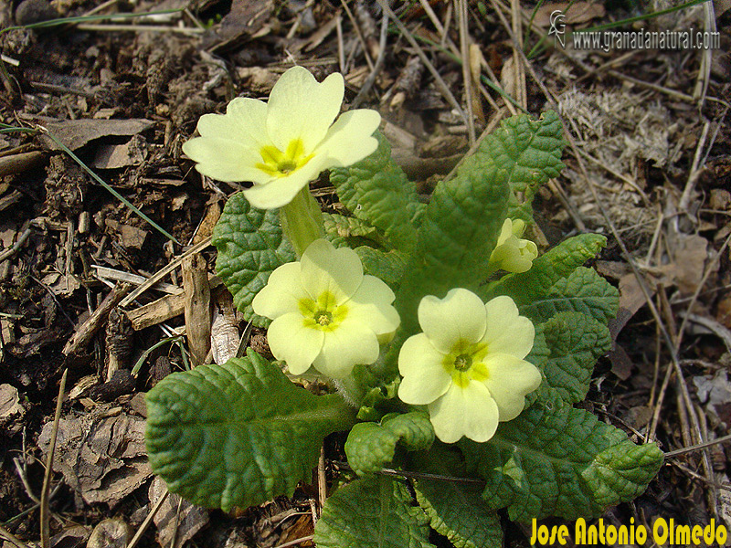 Primula acaulis 1 Flora Granada Natural