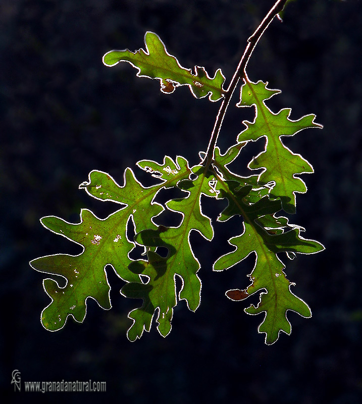 Quercus pyrenaica