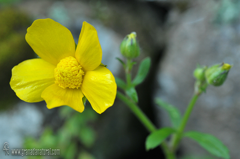 Ranunculus spicatus subsp. blepharicarpos 1