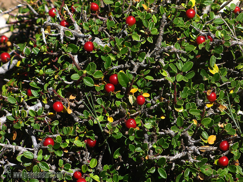 Rhamnus myrtifolius