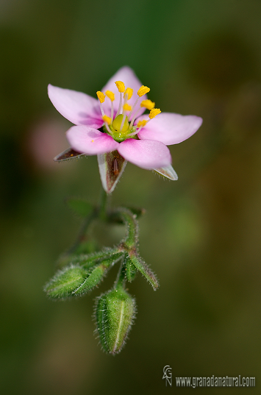 Rhodalsine geniculata 1