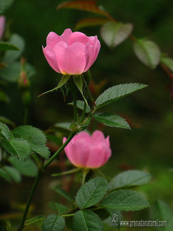 Rosa canina