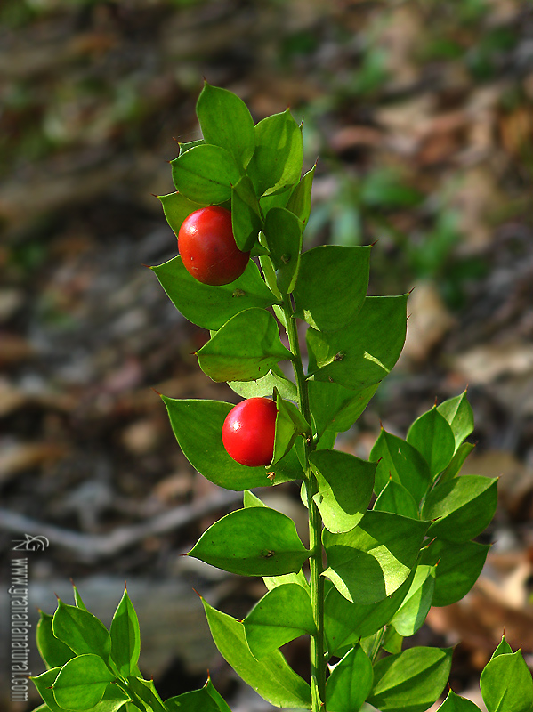 Ruscus aculeatus 1 Granada Natural