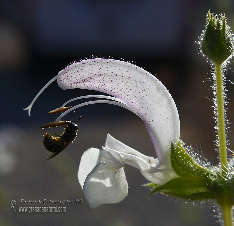 Salvia argentea