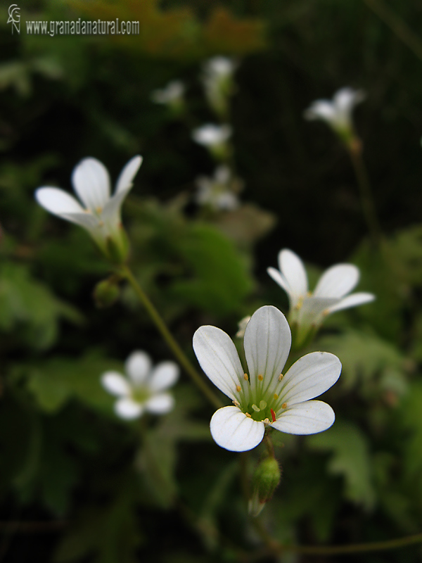 Saxifraga granulata Granada Natural