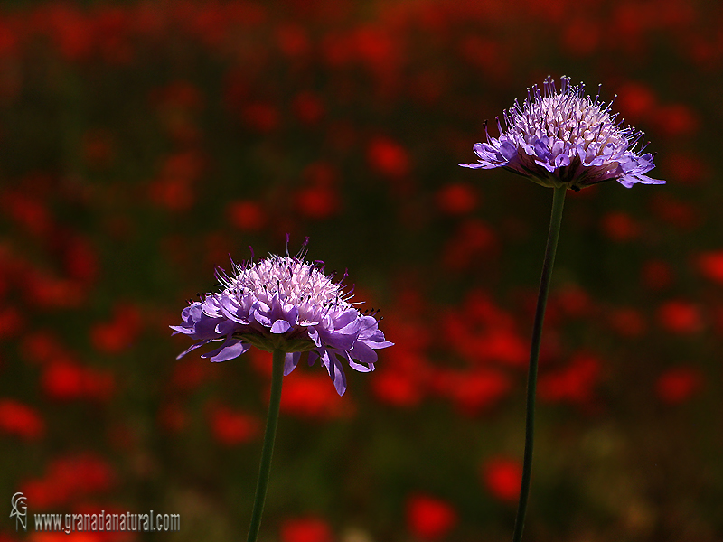 Scabiosa atropurpurea 1 Flora Granada Natural