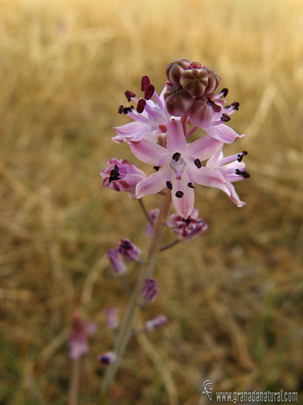 Scilla autumnalis