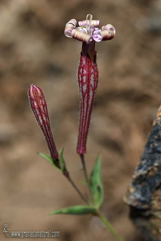 Silene boryi 1