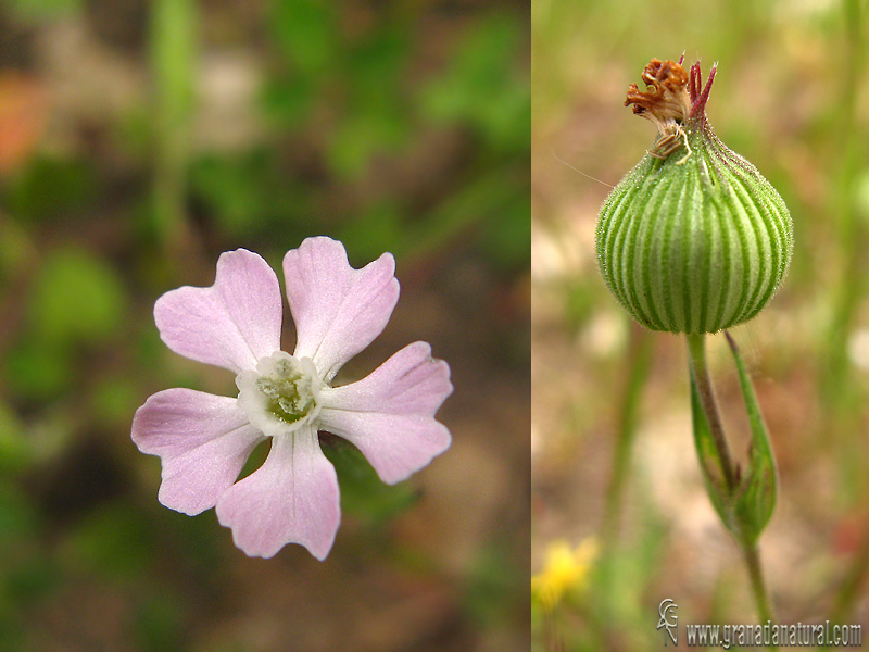 Silene conica 1