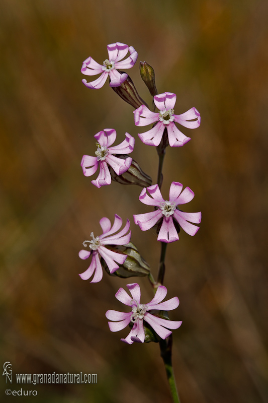 Silene secundiflora 1 Flora Granada Natural