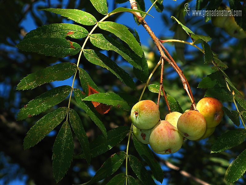 Sorbus domestica 1