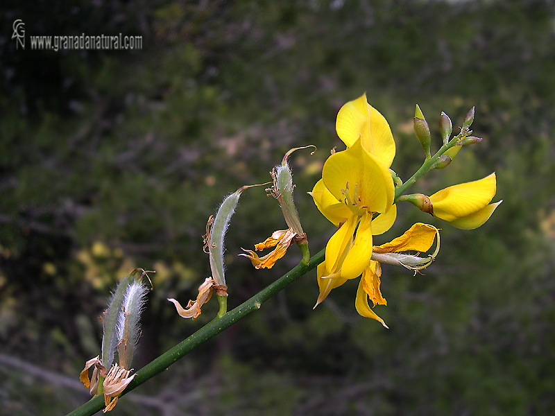 Spartium junceum 1 Granada Natural