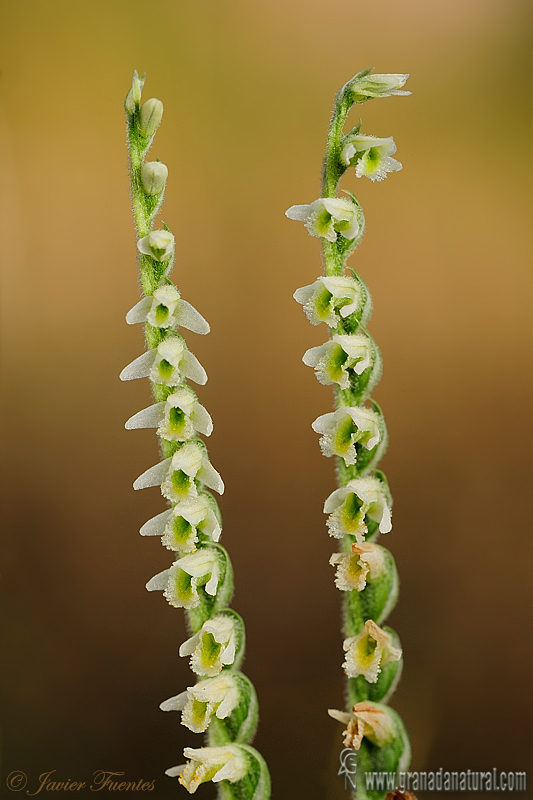 Spiranthes spiralis 1