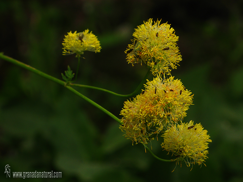 Thalictrum speciosissimum ssp. albini 1