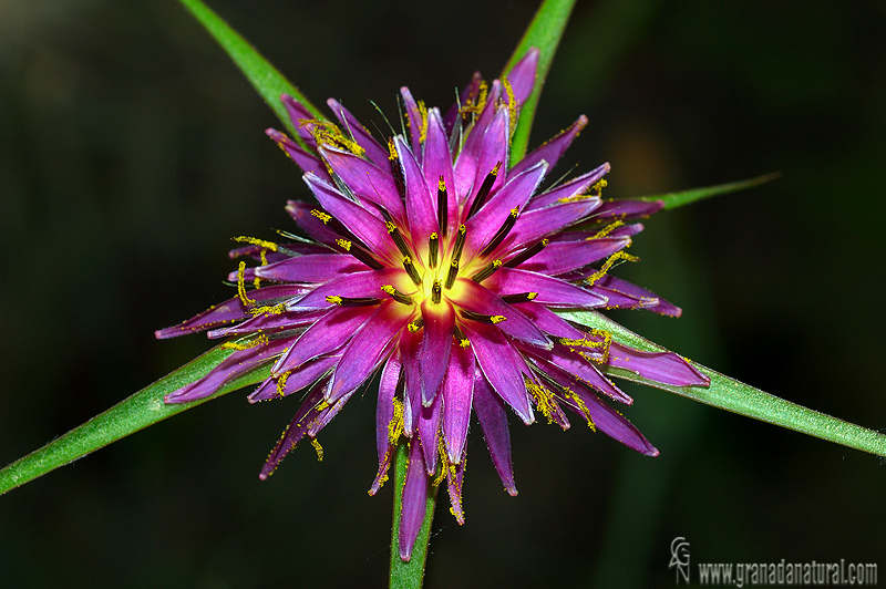 Tragopogon porrifolius 1 Granada Natural