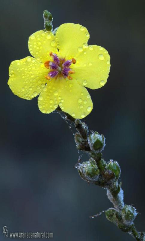 Verbascum sinuatum 1