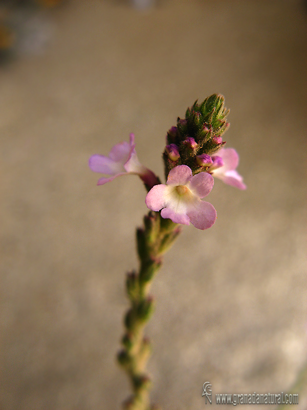 Verbena officinalis 1 Granada Natural