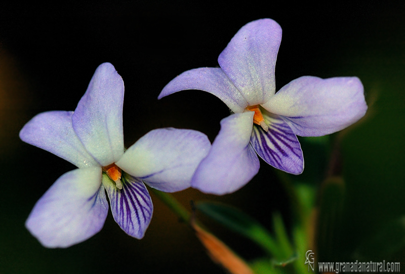 Viola arborescens