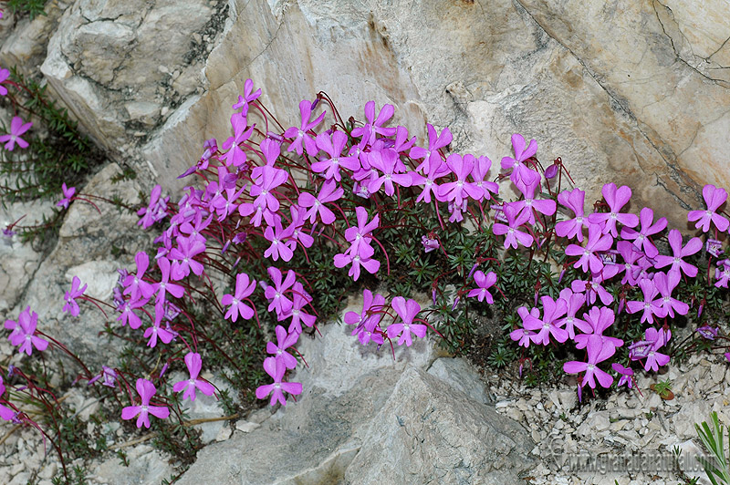 Viola Cazorlensis 1 Granada Natural