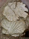 Pecten benedictus